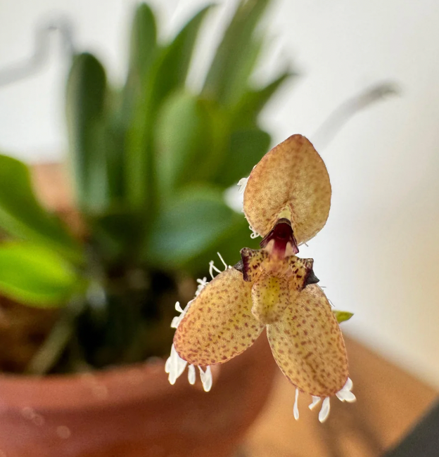 Pleurothallis ornata