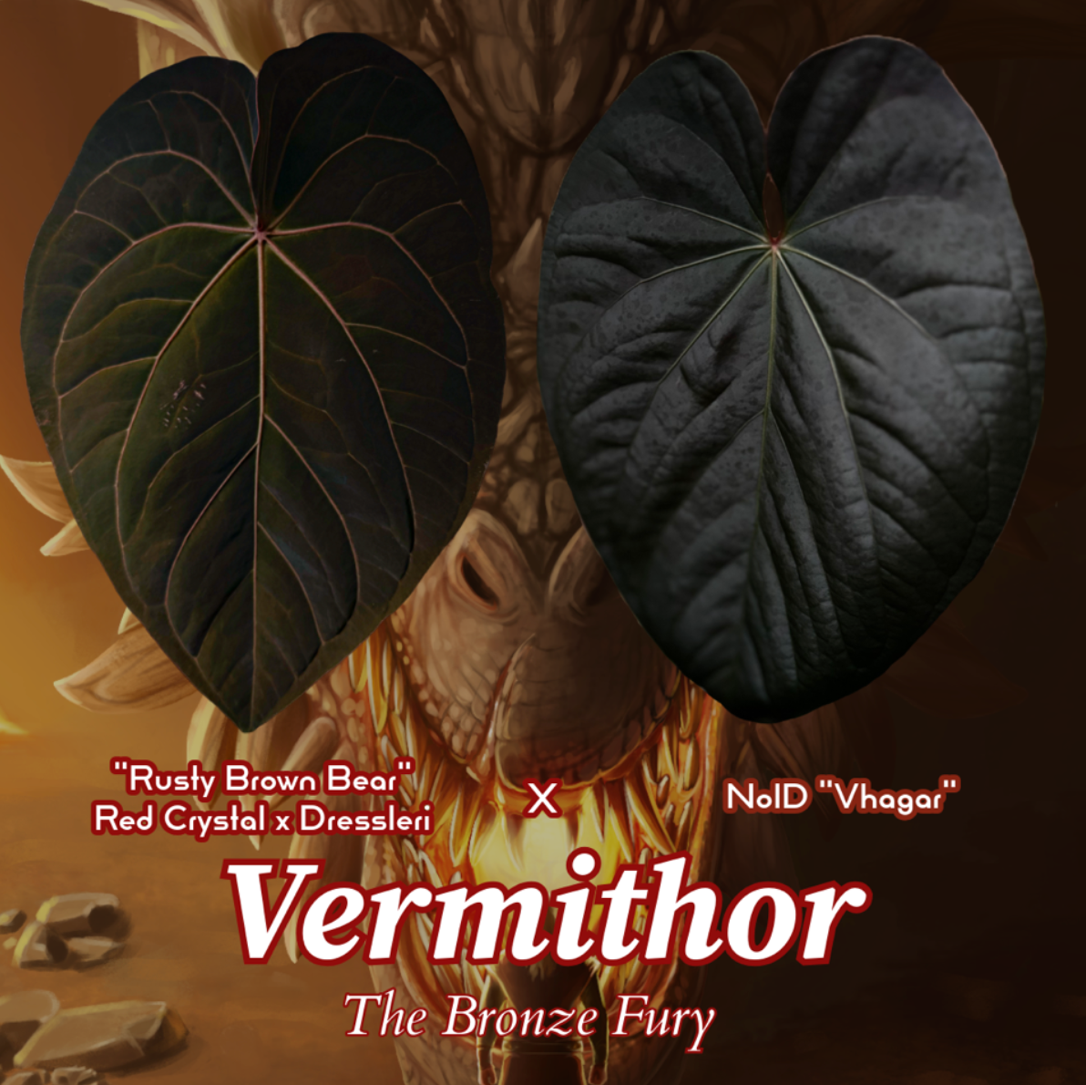 Anthurium "Vermithor"