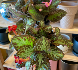 Episcia assorted 4”