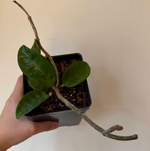Load image into Gallery viewer, Hoya carnosa &quot;Krinkle 8&quot;
