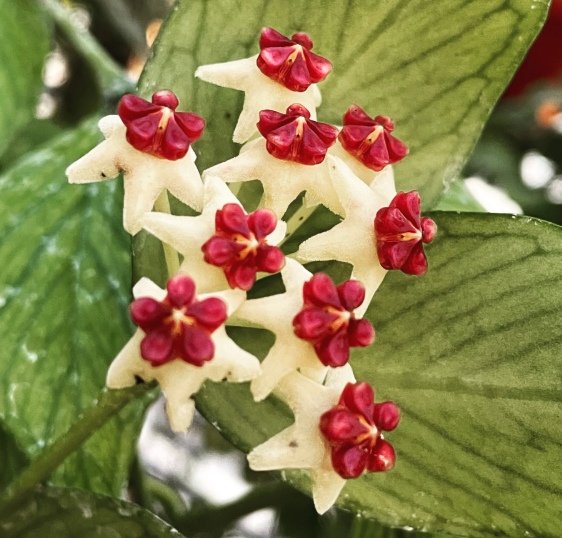 Hoya polyneura ‘Fishtail’