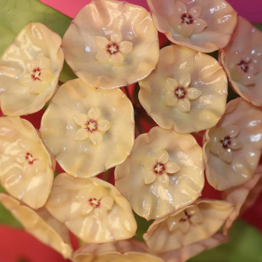 Hoya danumensis ssp. amarii