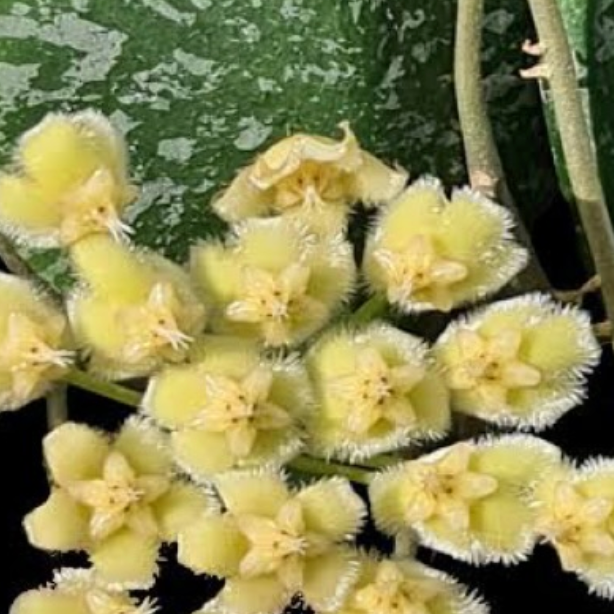 Hoya imbricata