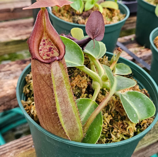 Nepenthes hybrid 4”
