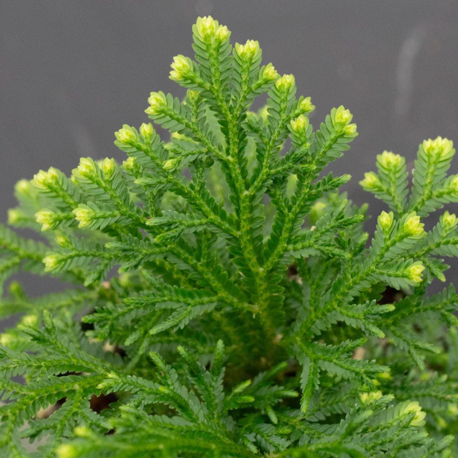 Fern Selaginella kraussiana 'Frosty'