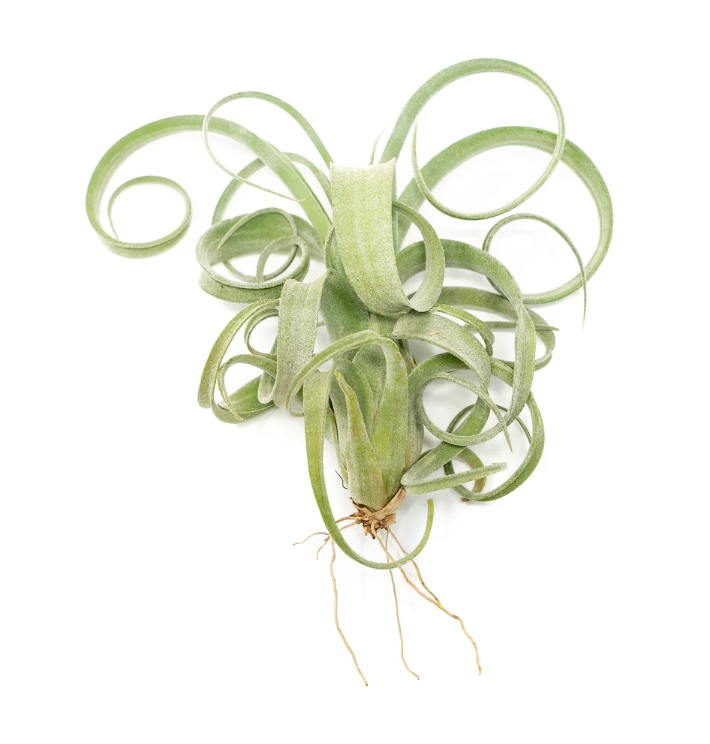 Tillandsia "Curly Slim"