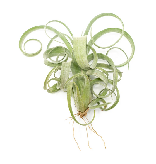 Tillandsia "Curly Slim"