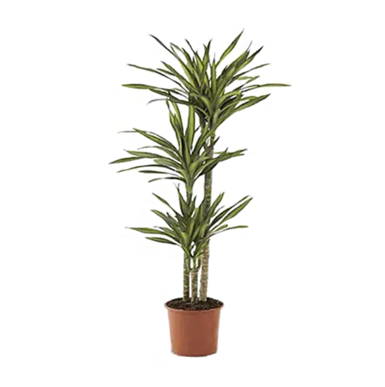 Dracaena 'Rikki'