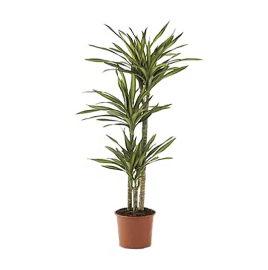 Dracaena 'Rikki'