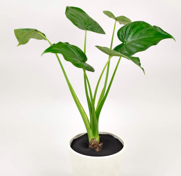 Alocasia cucullata (Buddha's Hand Taro)