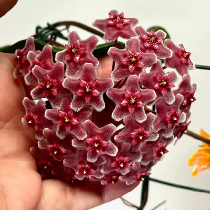 Hoya fungii x pubicalyx