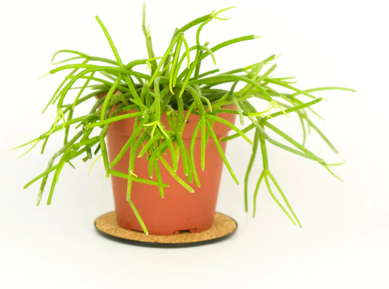Rhipsalis floccosa