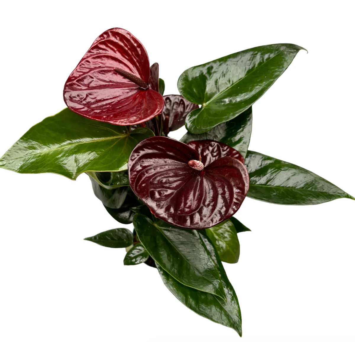 Anthurium essentia