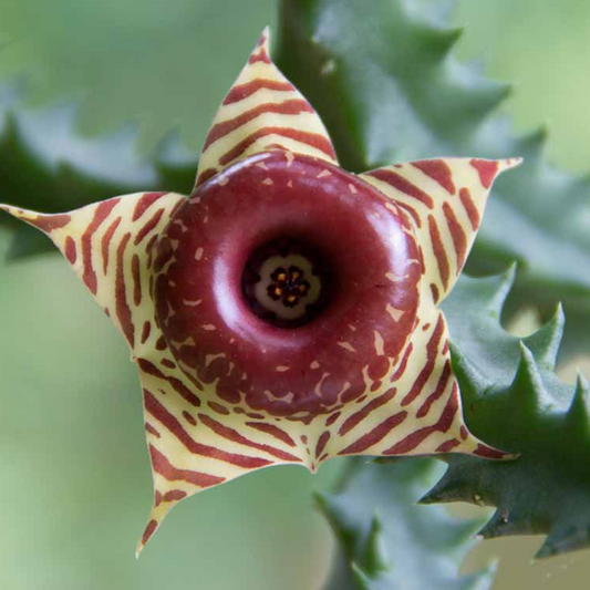 Huernia Zebrina AKA stapelia zebrina