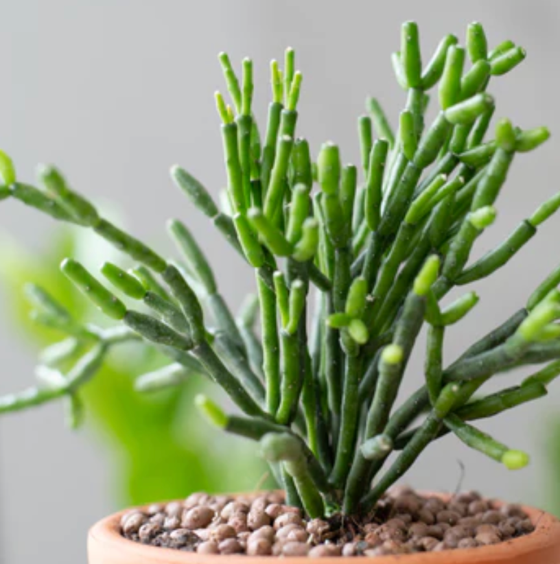 Hatiora salicornioides (Dancing Bones Cactus)