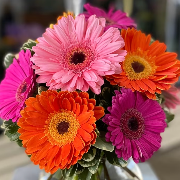 Gerber Daisy - Special for Mother's Day