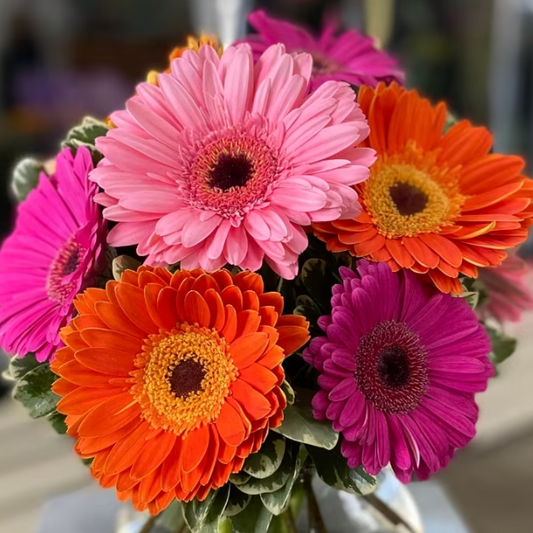 Gerber Daisy - Special for Mother's Day