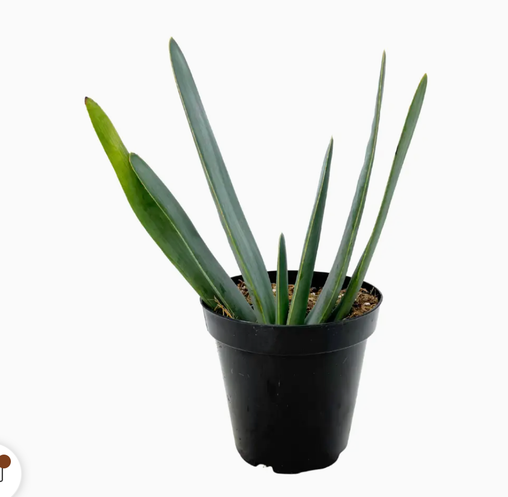 Aloe plicatilis (Fan aloe)