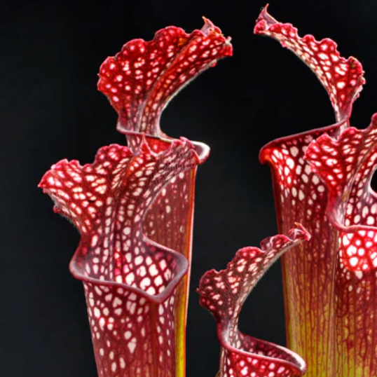 Sarracenia assorted hybrids 6"