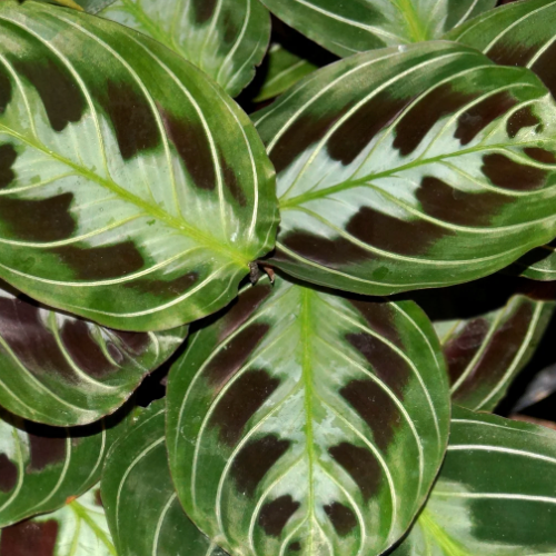 Maranta leuconeura 'Massangeana'