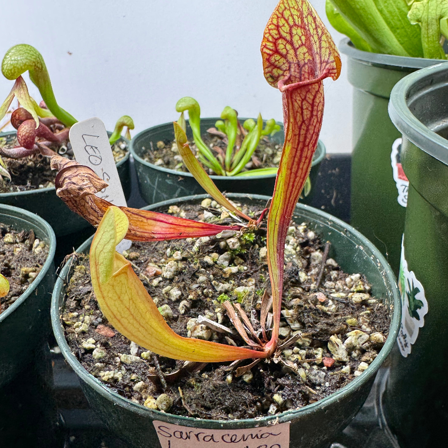 Sarracenia Leo Song