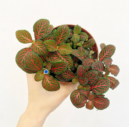 Fittonia "Red"