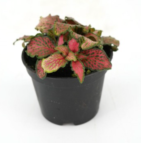 Fittonia "Firetail"