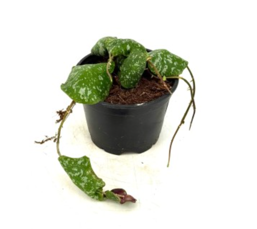 Hoya imbricata