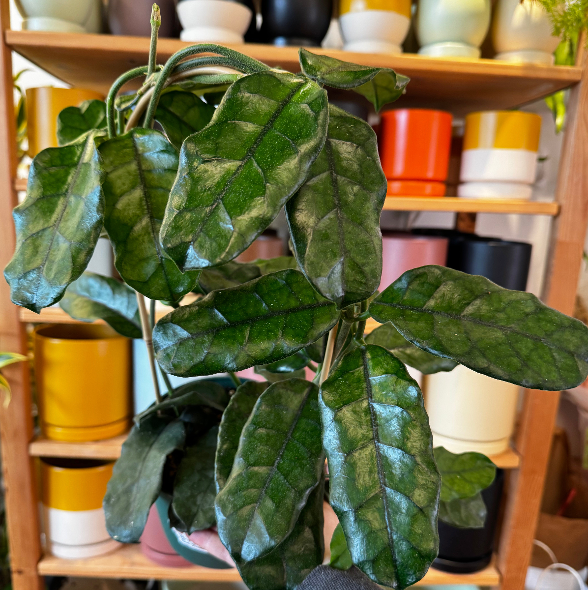 Hoya globulosa
