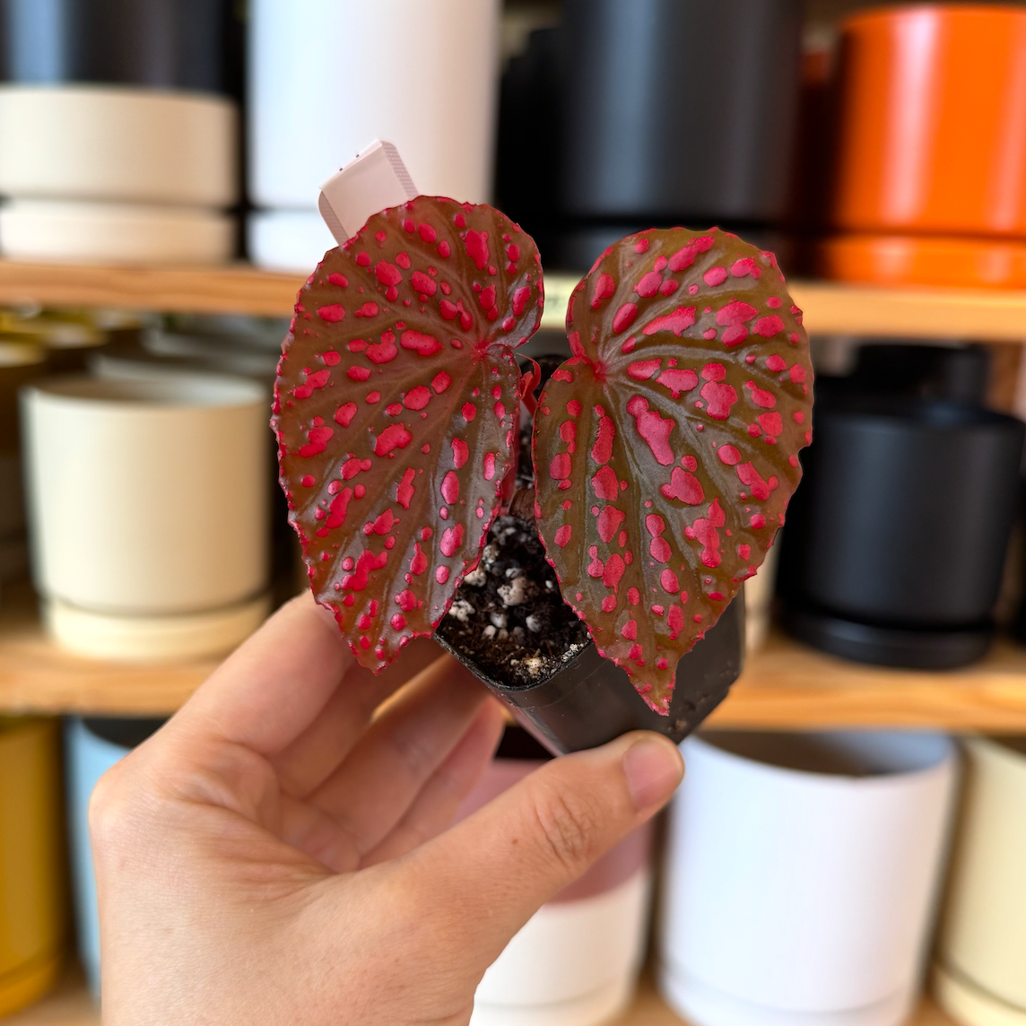 Begonia ‘Redrum’