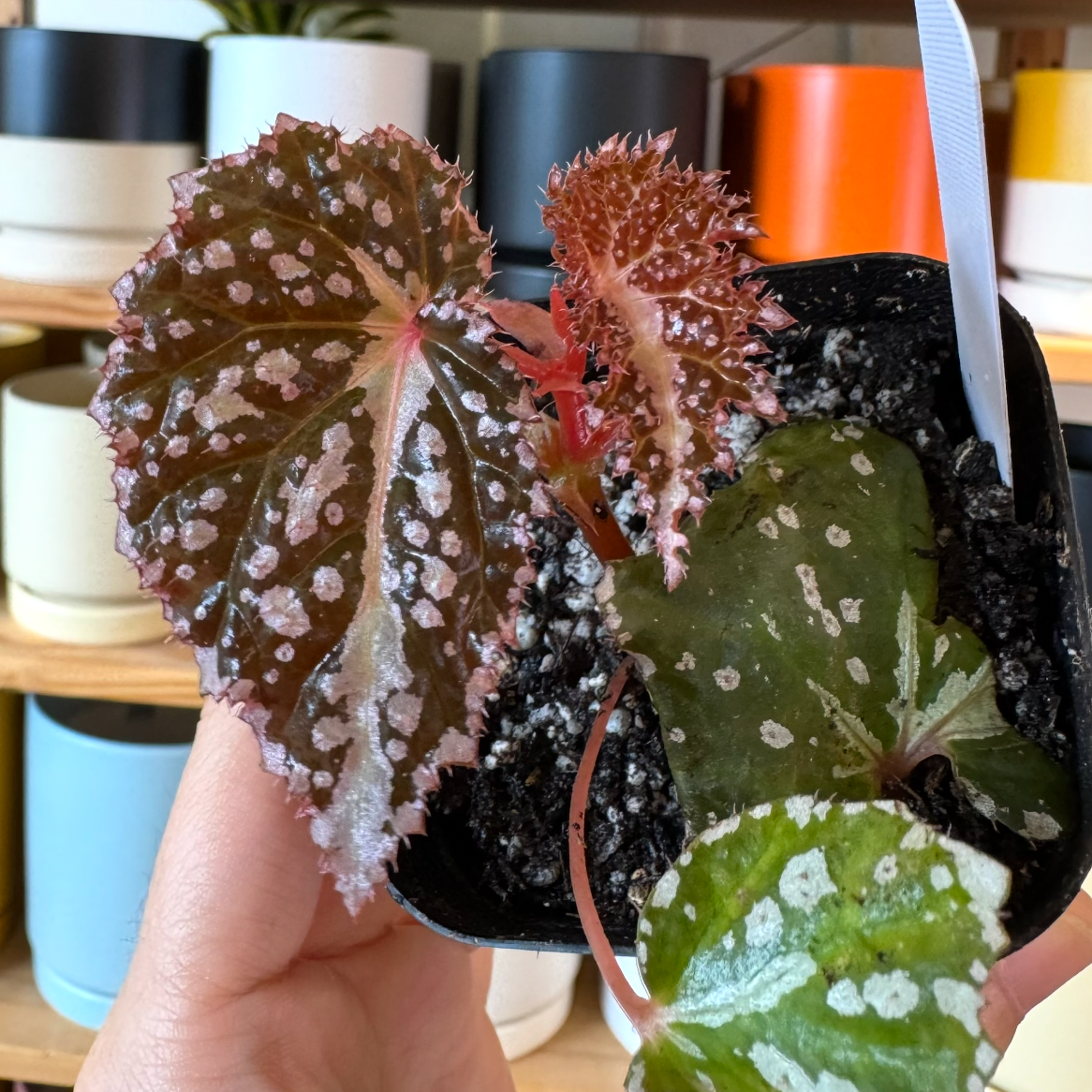 Begonia colorata x tawau