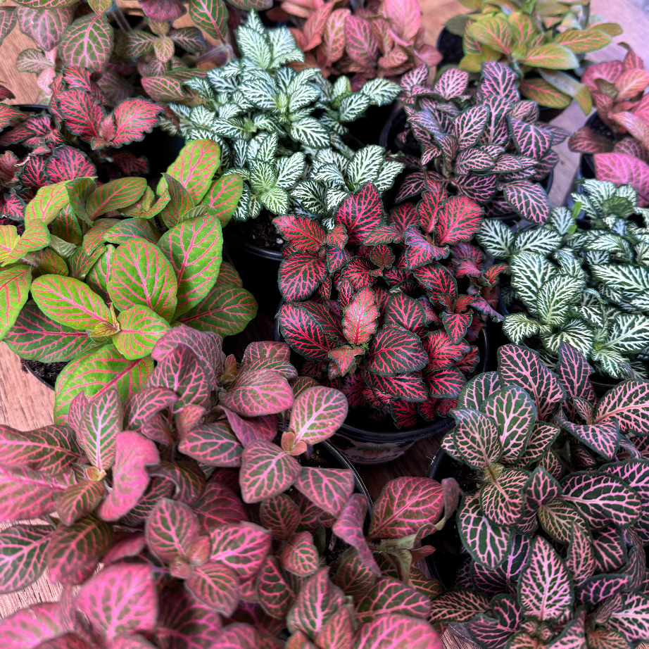 Assorted fittonia