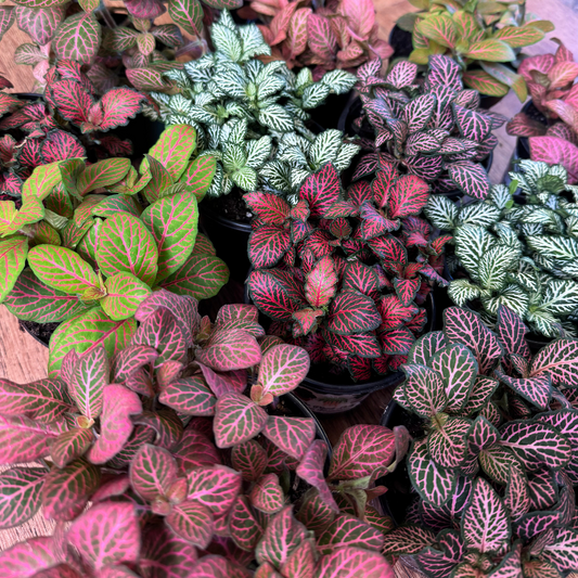 Assorted fittonia