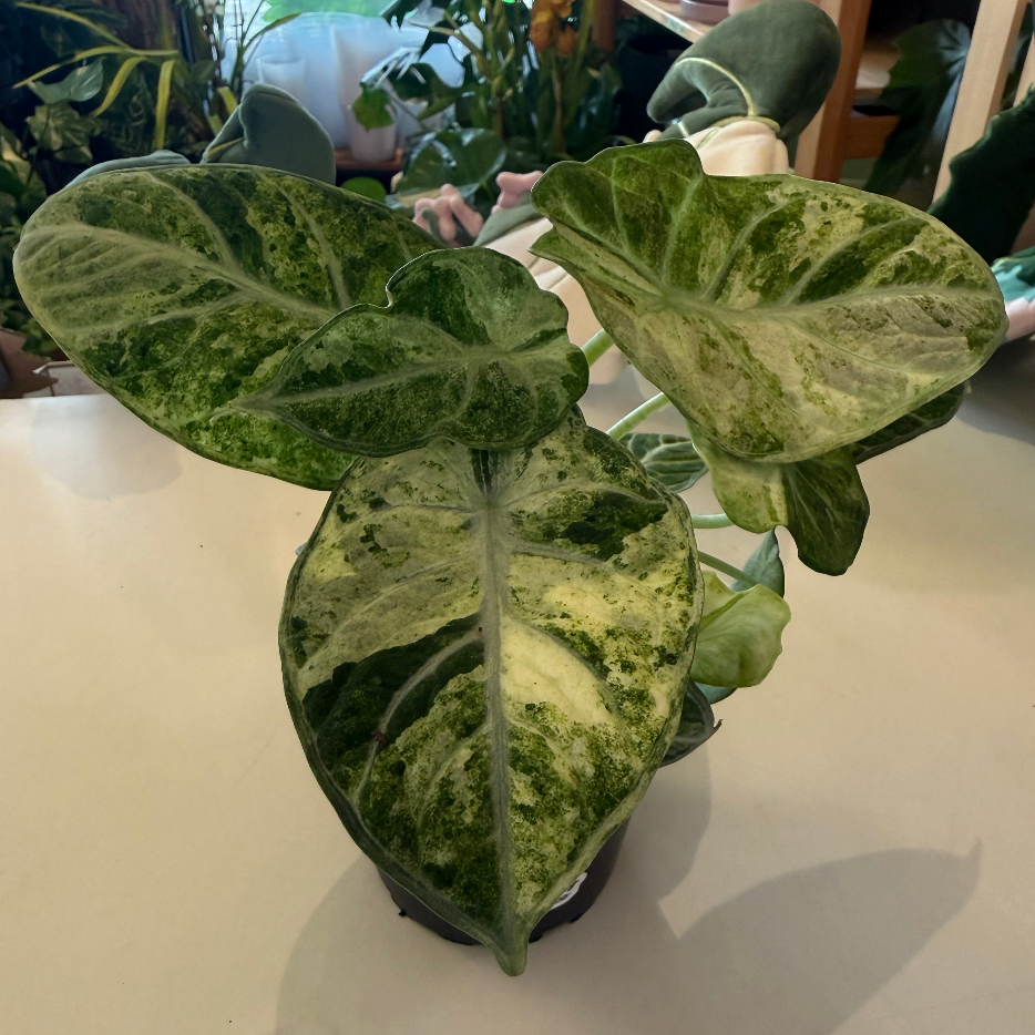 Alocasia "Ninja Tricolor" variegated