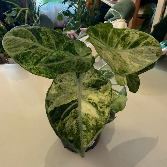 Alocasia "Ninja Tricolor" variegated