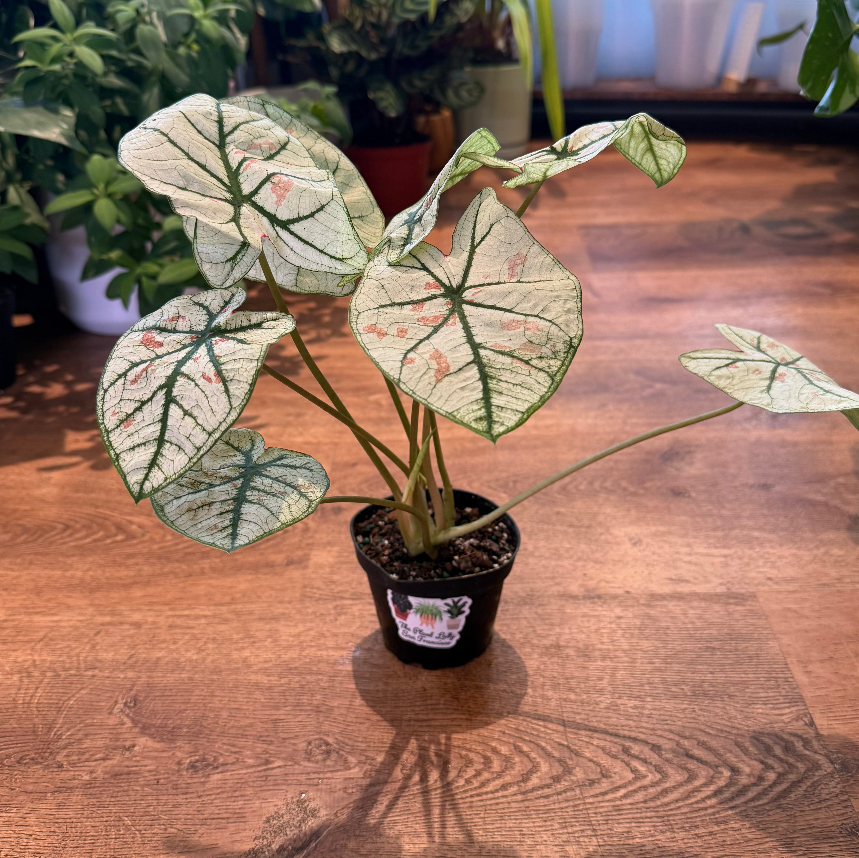 Caladium bicolor 'Snow'