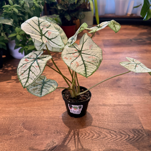 Caladium bicolor 'Snow'