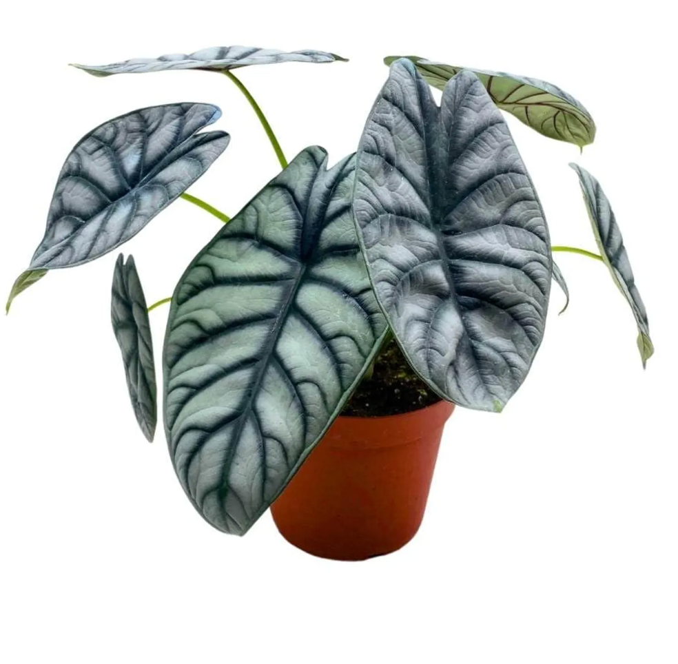 Alocasia baginda 'Silver Dragon'