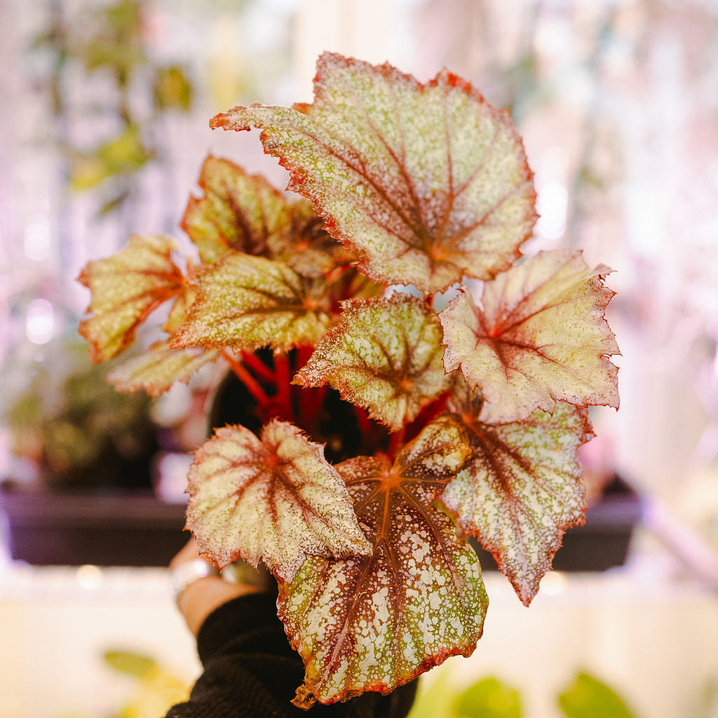Begonia Rex - Assorted