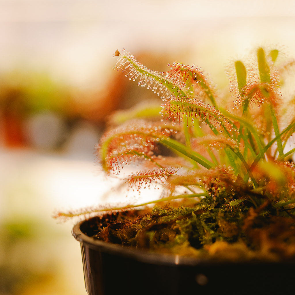 Drosera capensis (Cape Sundew)