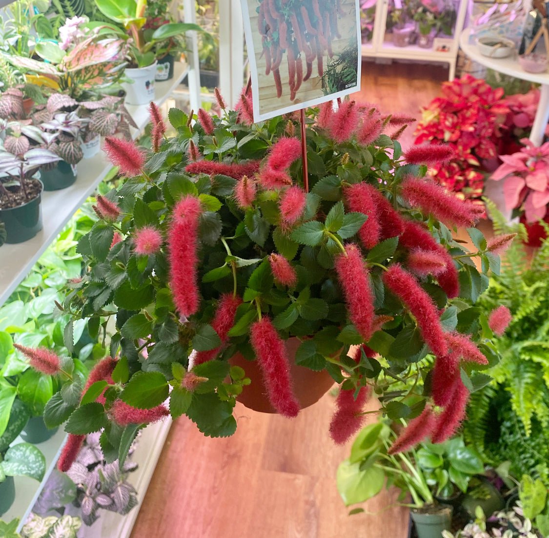 Acalypha pendula (Strawberry Firetails AKA Chenille) - The Plant Lady SF