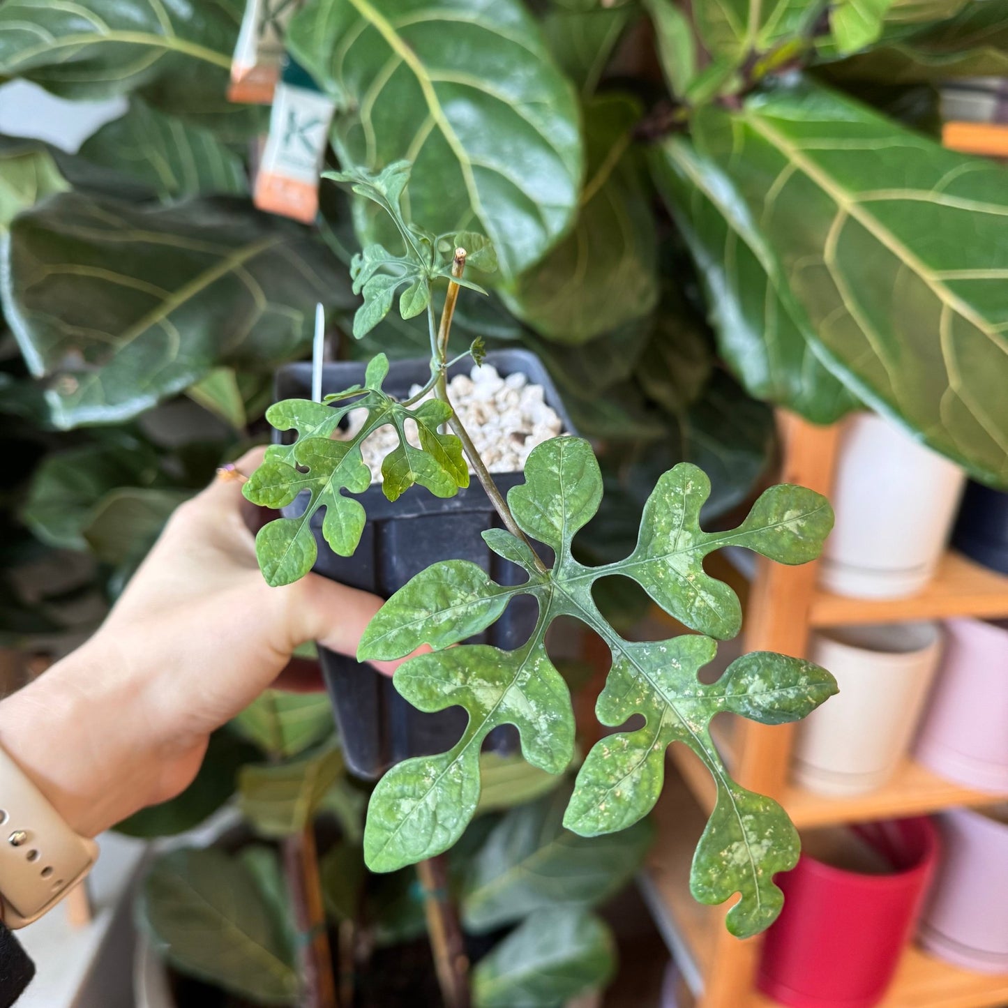 Adenia perrieri - The Plant Lady SF