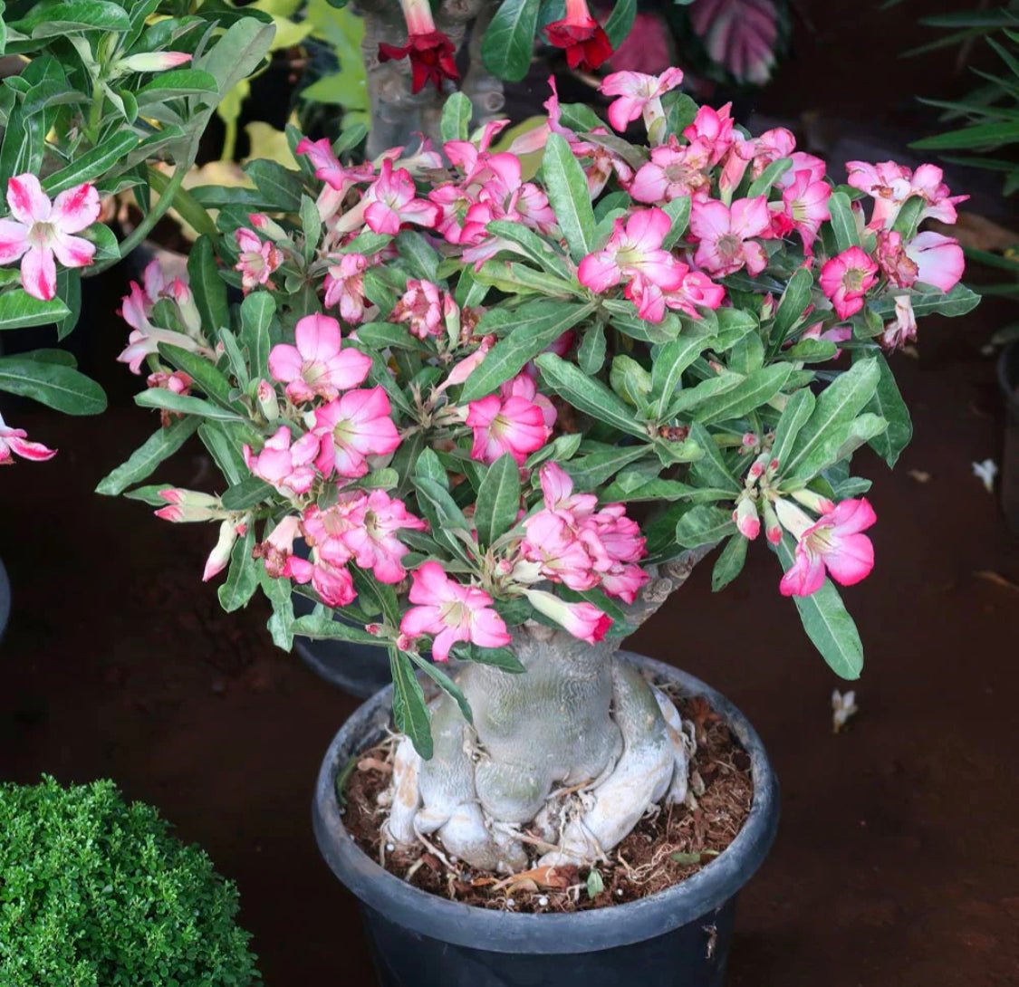succulents box adenium obesum desert rose Adenium obesum (Desert Rose)