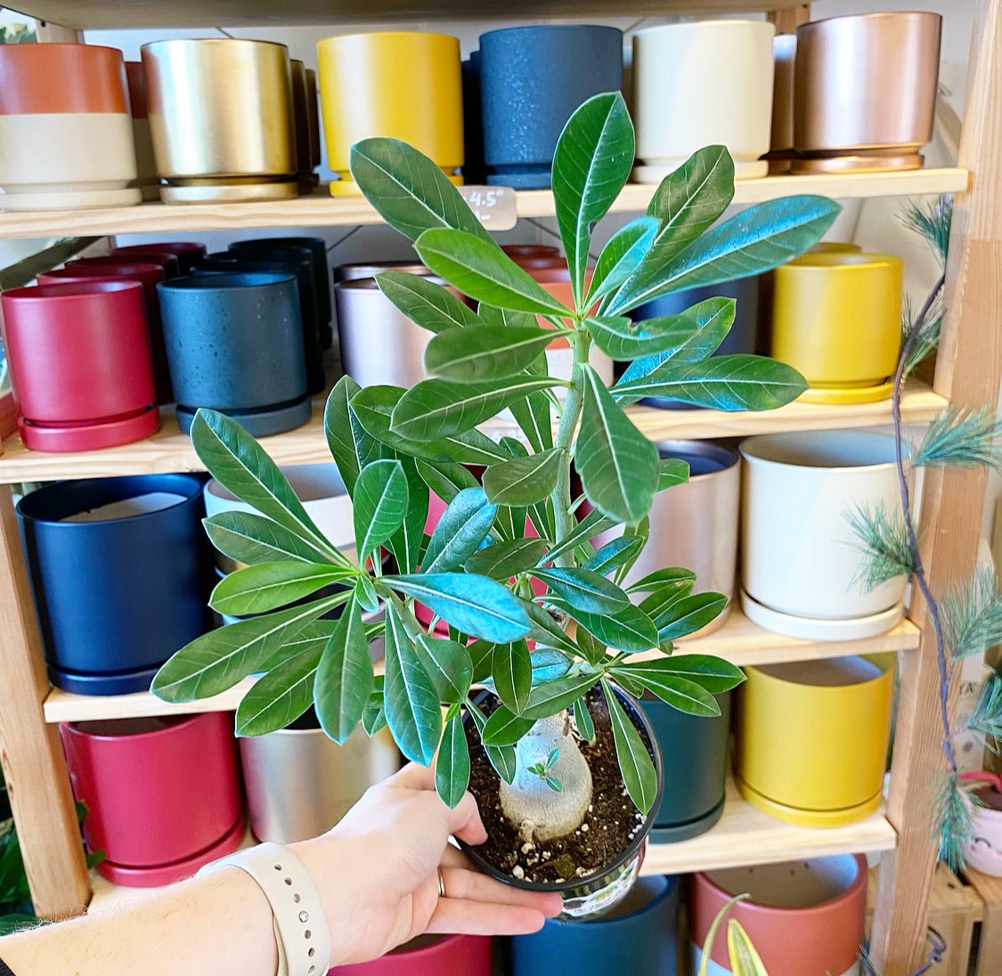 Adenium obesum (Desert Rose) - The Plant Lady SF