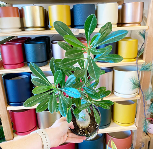 Adenium obesum (Desert Rose) - The Plant Lady SF