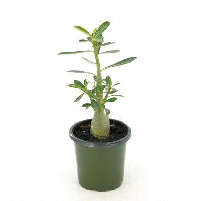 Adenium obesum (Desert Rose) - The Plant Lady SF