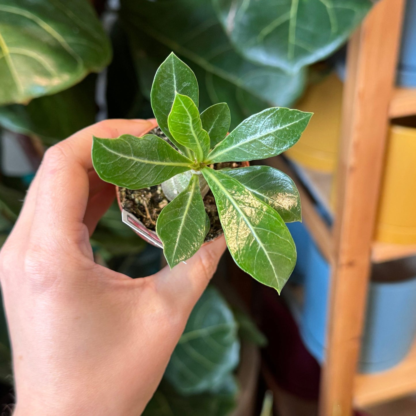 Adenium obesum (Desert Rose) - The Plant Lady SF