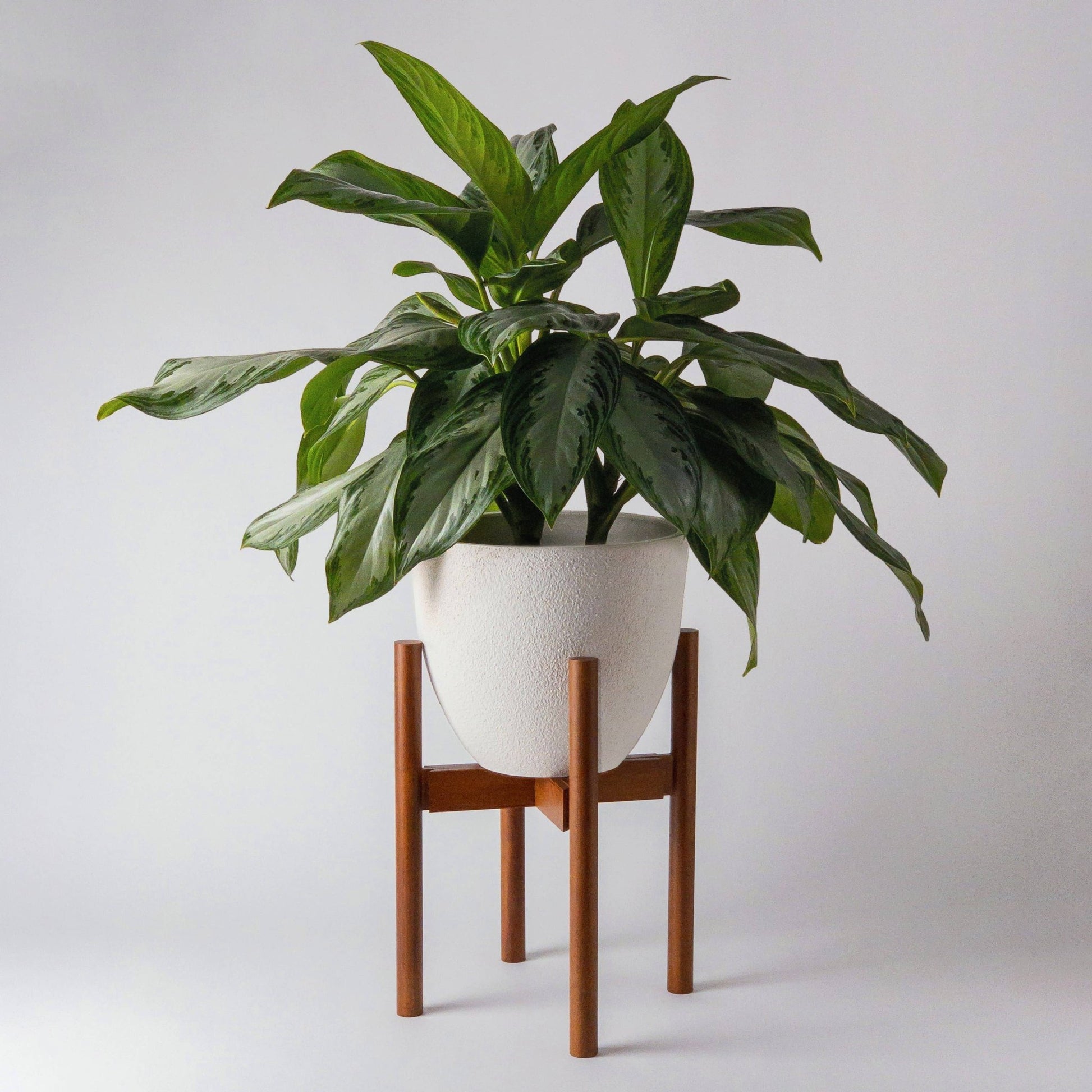 Adjustable Dark Bamboo Plant Stand - The Plant Lady SF
