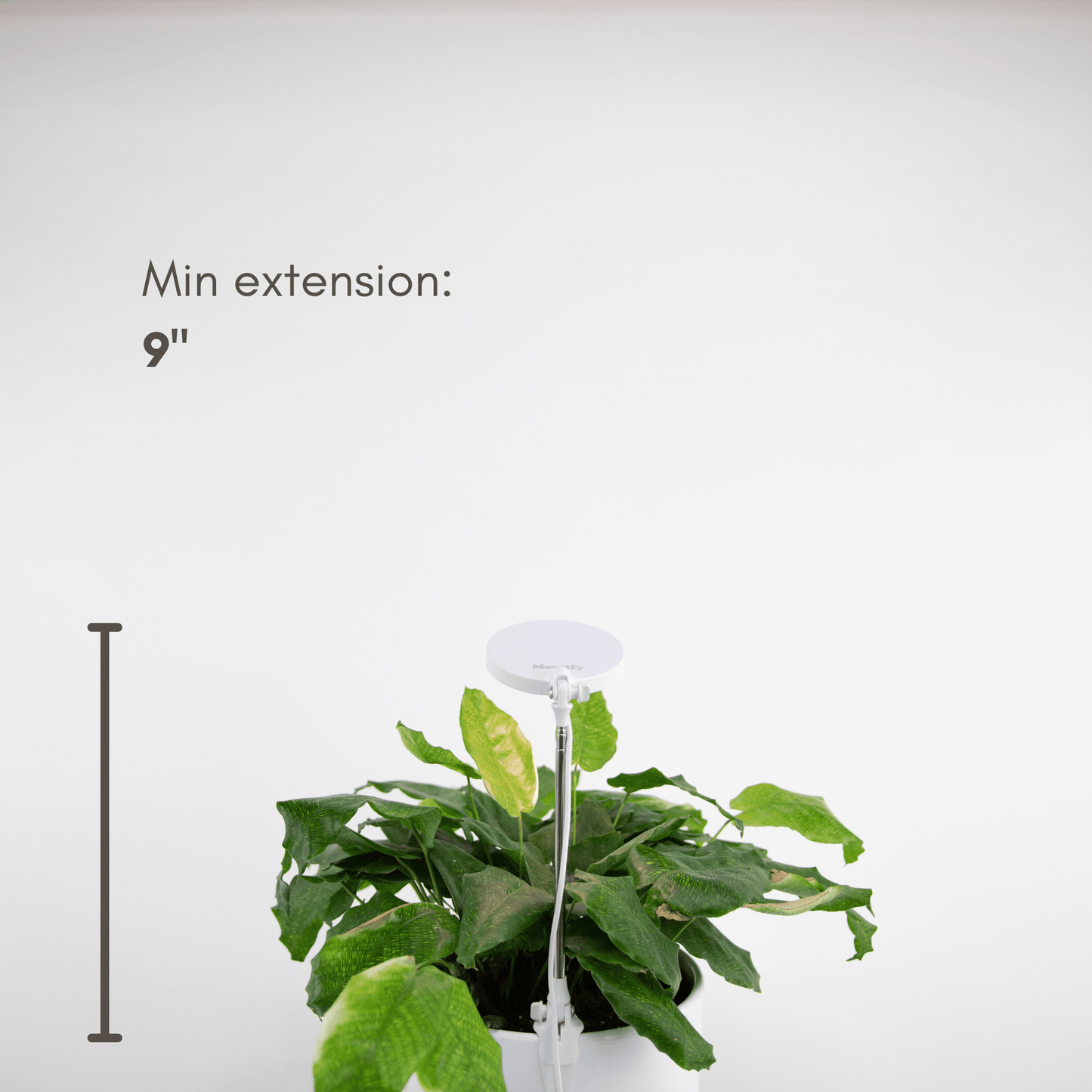 Adjustable LED Grow Light by Mossify - The Plant Lady SF