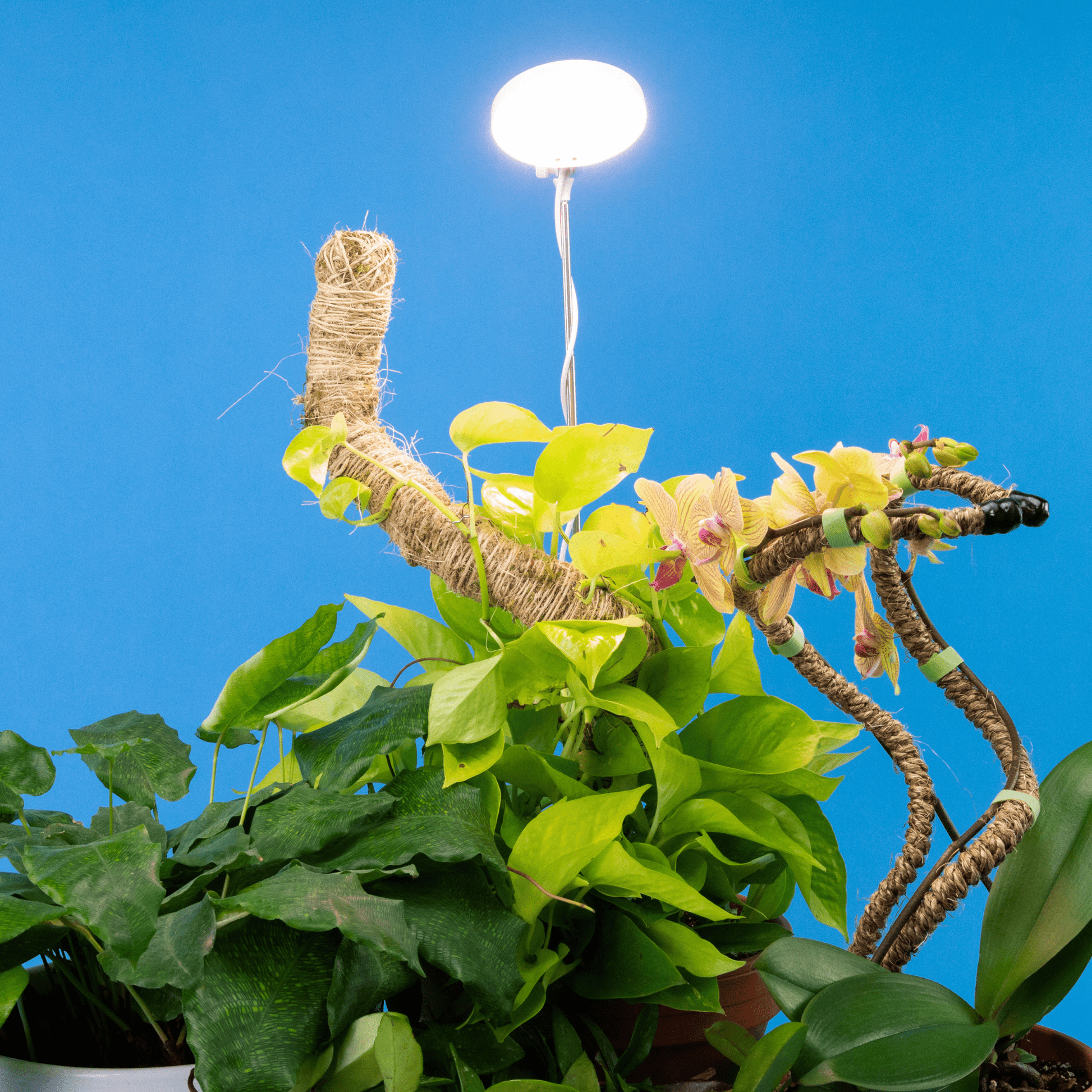 house plant led grow light Adjustable LED Grow Light by Mossify – The Plant Lady SF